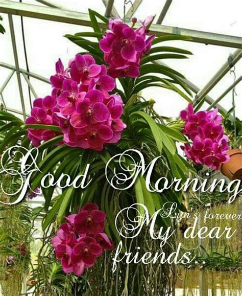 good morning orchid|Good Morning Flowers with Messages Free Download